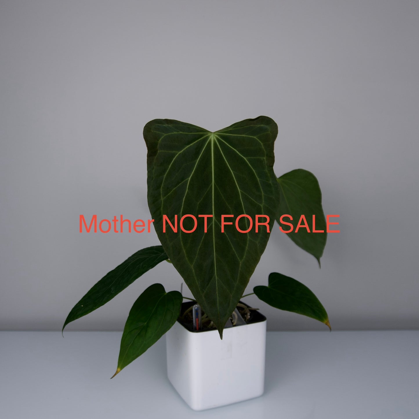 Anthurium Delta Force x self