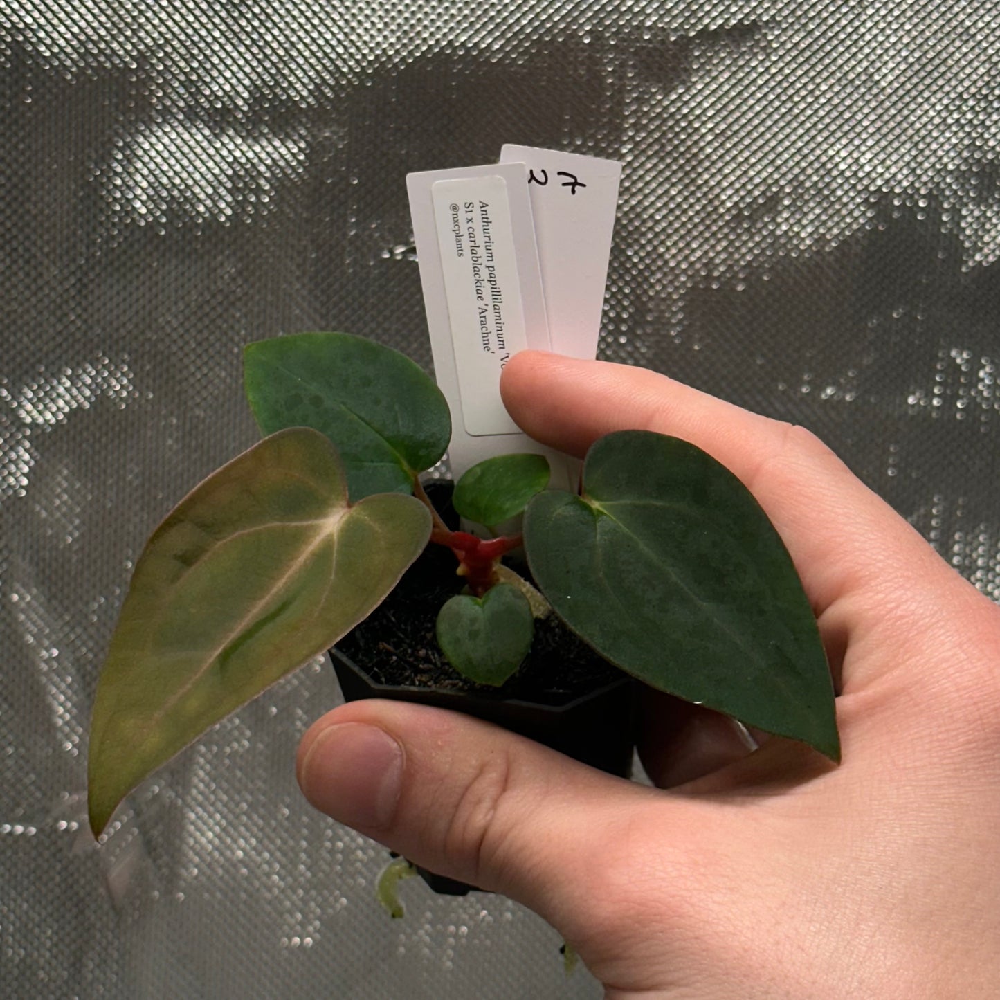 Anthurium papillilaminum 'Voldemort S1' x carlablackiae 'Arachne'