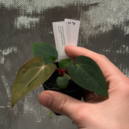 Anthurium papillilaminum 'Voldemort S1' x carlablackiae 'Arachne'