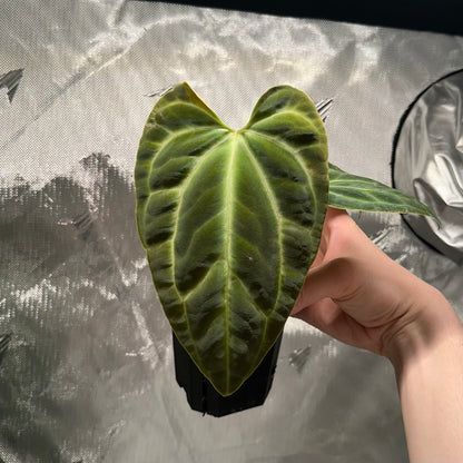 Anthurium aff. besseae nxc001