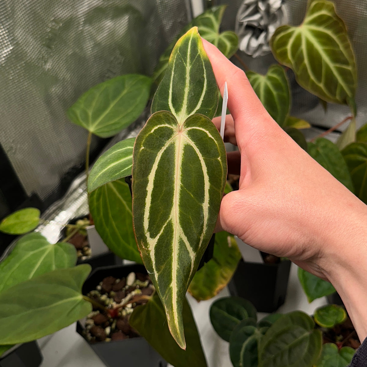 Anthurium carlablackiae ('Arachne' x RA6xRA5)