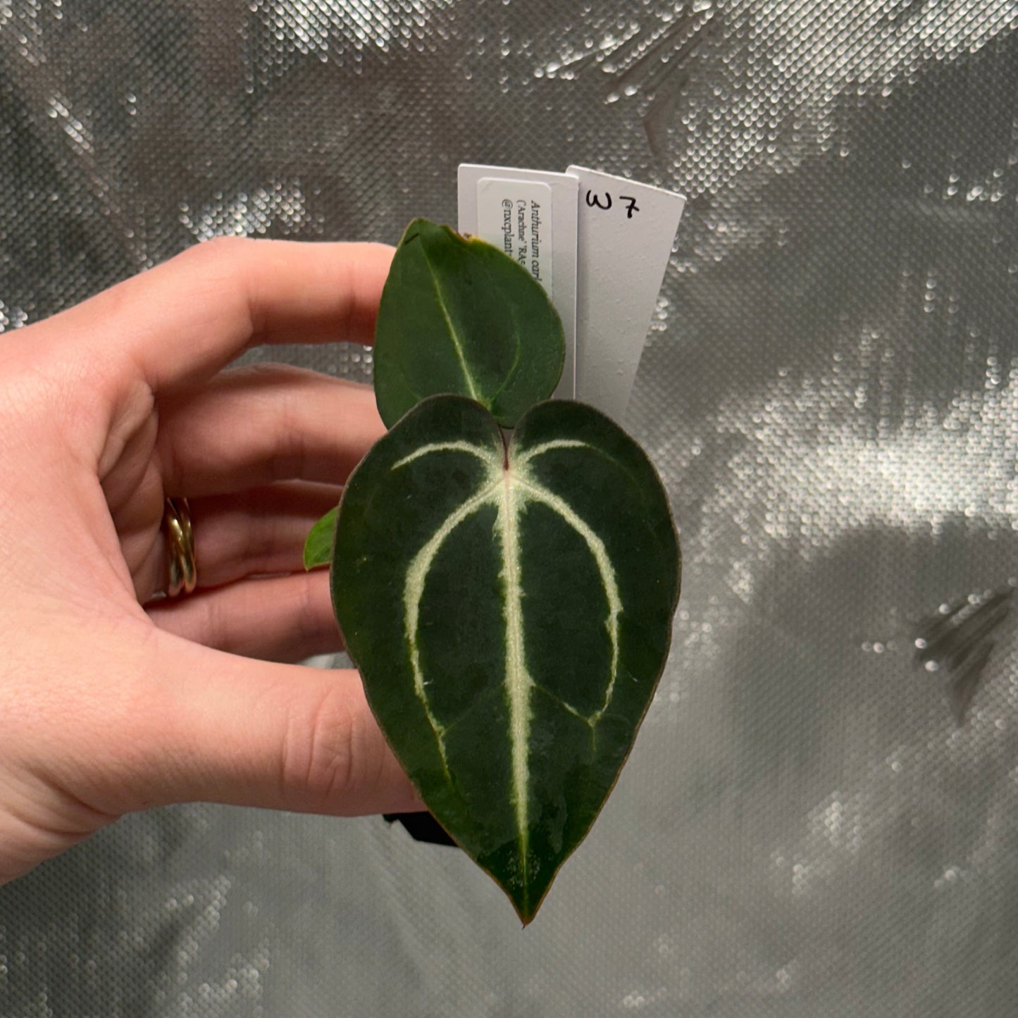 Anthurium carlablackiae ('Arachne' x RA6xRA5)
