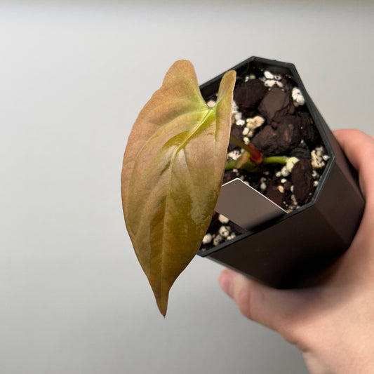 Anthurium portillae ‘NSE’ clone