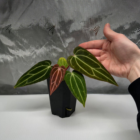 carlablackiae "Arachne" S1