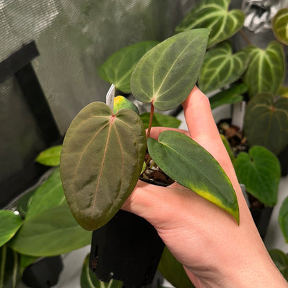 Anthurium sp. nov. 'DF' x Wonderboy A S1 seedling