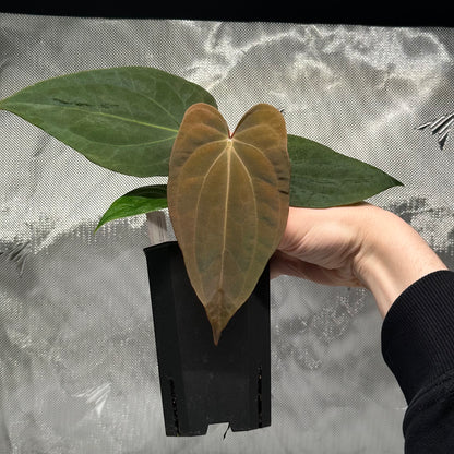 Anthurium papillilaminum 'Voldemort' S1 x sp. nov. 'DF'