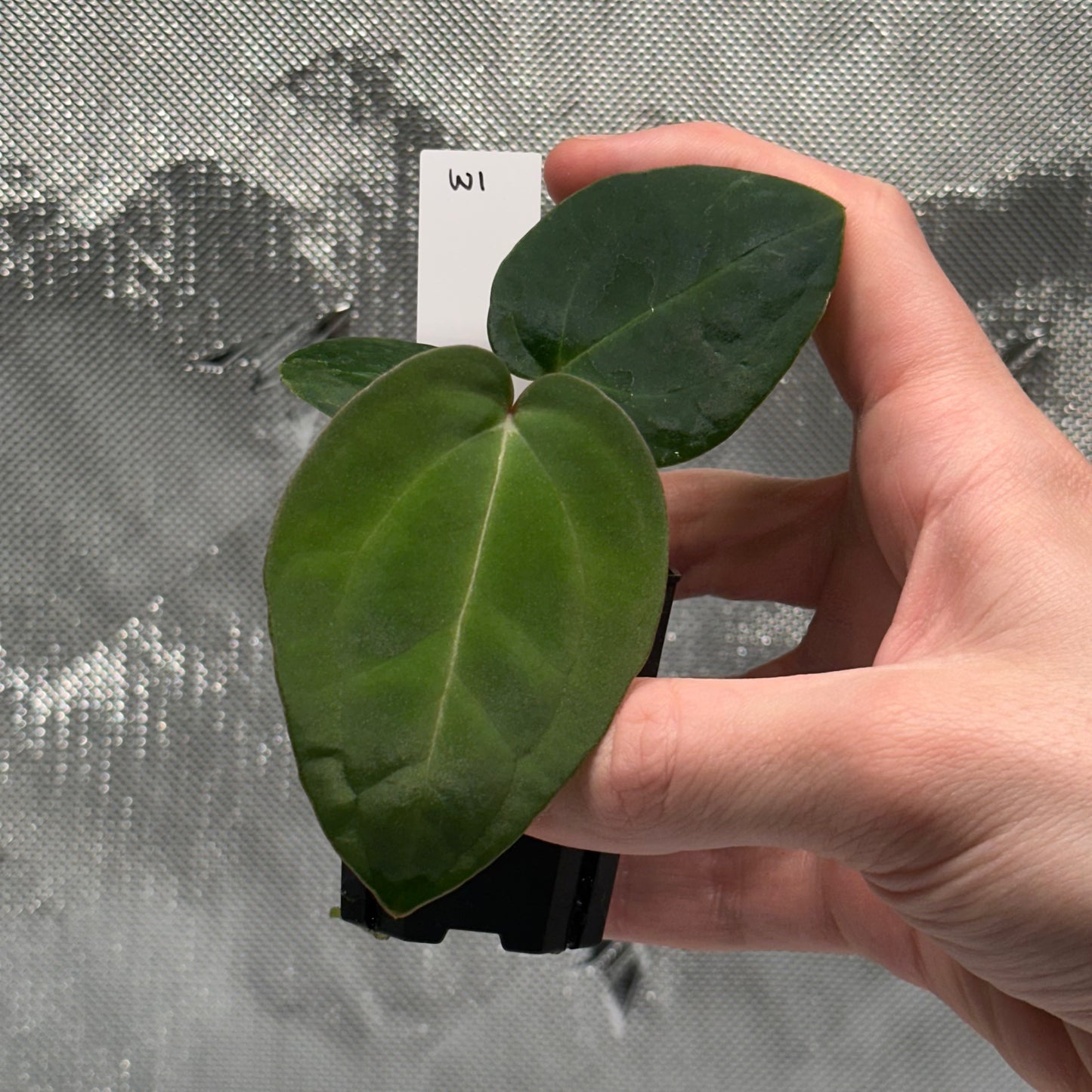 Anthurium 'Wonderboy A S1' x sp. nov. aff. dressleri