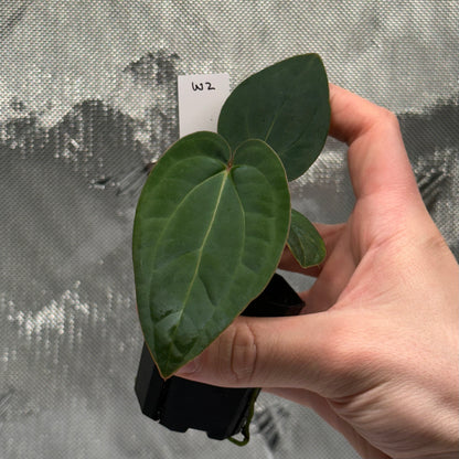 Anthurium 'Wonderboy A S1' x sp. nov. aff. dressleri
