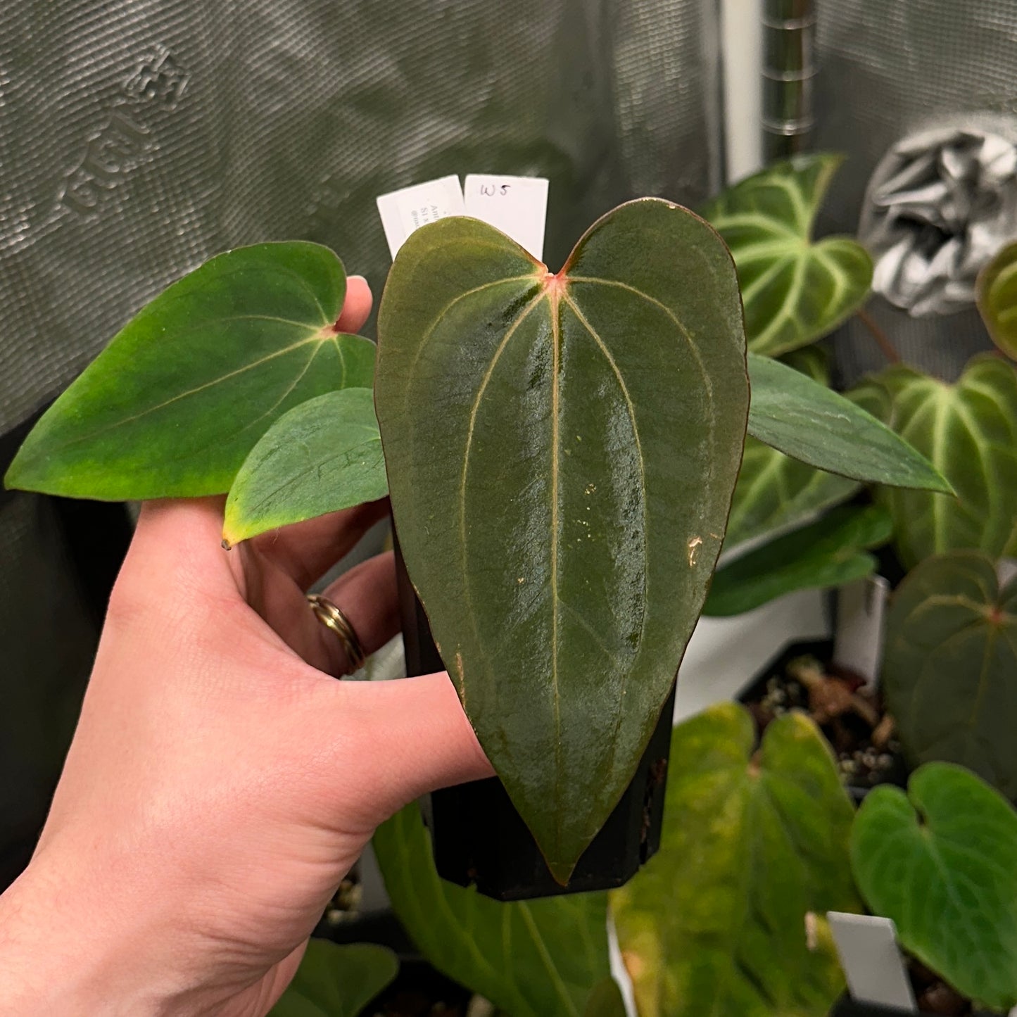 Anthurium papillilaminum 'Voldemort S1' x carlablackiae 'Arachne'