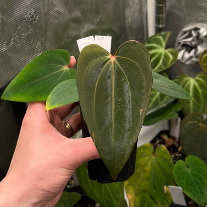 Anthurium papillilaminum 'Voldemort S1' x carlablackiae 'Arachne'