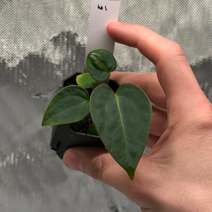 Anthurium sp. nov. 'DF' x Wonderboy A S1 seedling