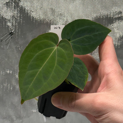 Anthurium 'Wonderboy A S1' x sp. nov. aff. dressleri