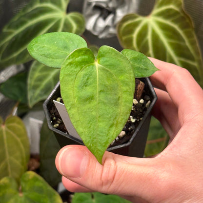 Var. papillilaminum (Voldemort S1 x RA6)