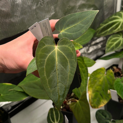 Anthurium papillilaminum 'Voldemort S1' x carlablackiae 'Arachne'