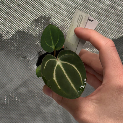 Anthurium carlablackiae ('Arachne' x RA6xRA5)