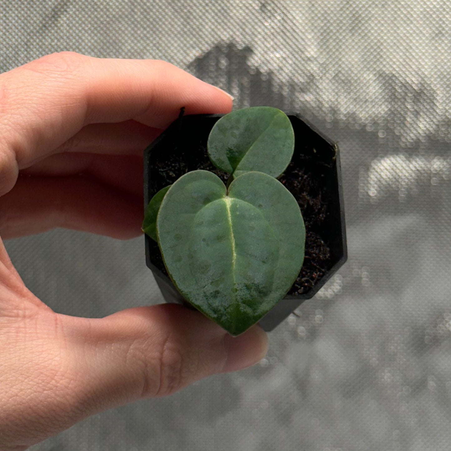 Anthurium sp. "Scott besseae aff" x carlablackiae 'RA6xRA5' *GROWERS CHOICE*