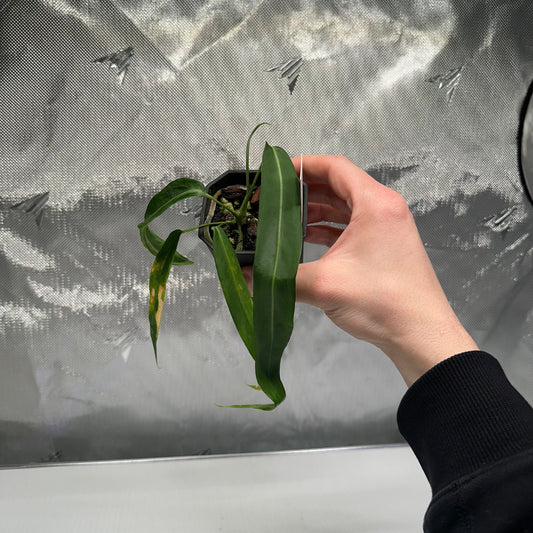 Anthurium pallidiflorum (cosmetic rehab)