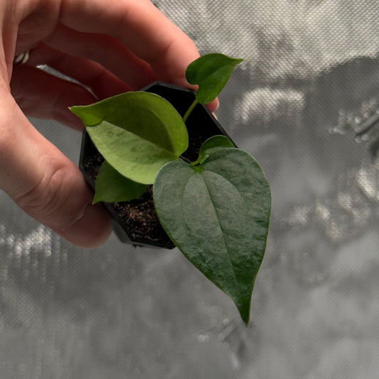 Anthurium papillilaminum 'Fort Sherman S1' x sp. Napo *GROWERS CHOICE*