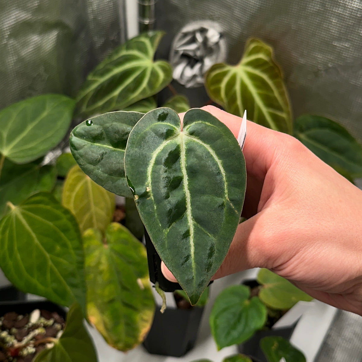 Anthurium sp. "Scott besseae aff" x carlablackiae 'RA6xRA5'