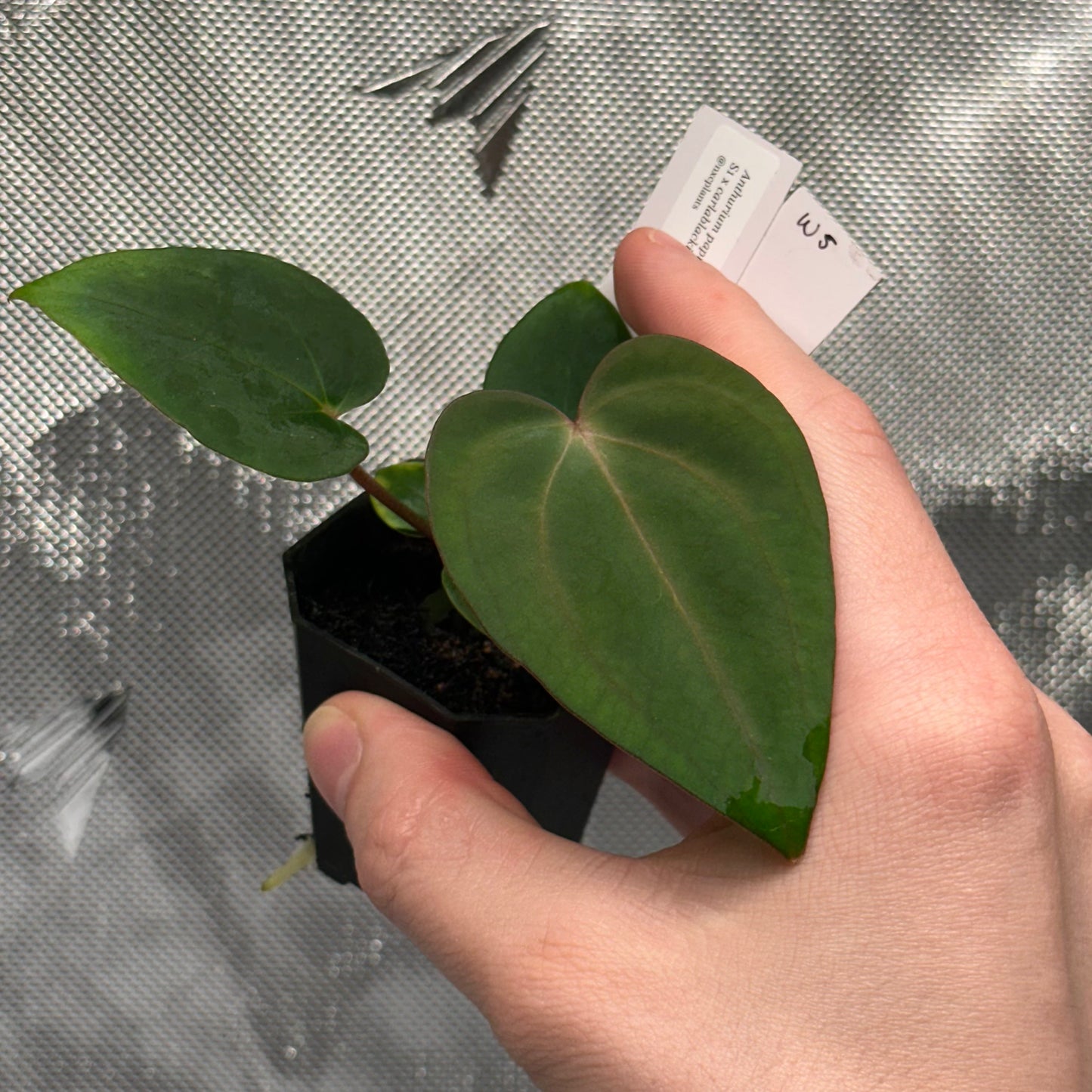 Anthurium papillilaminum 'Voldemort S1' x carlablackiae 'Arachne'
