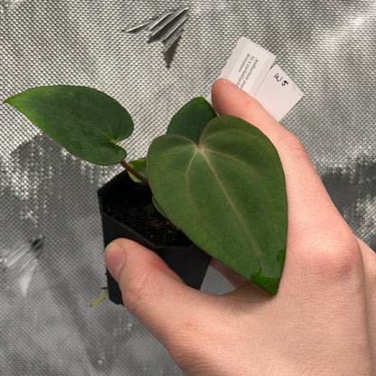 Anthurium papillilaminum 'Voldemort S1' x carlablackiae 'Arachne'