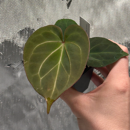 Anthurium 'King of Spades' by HU