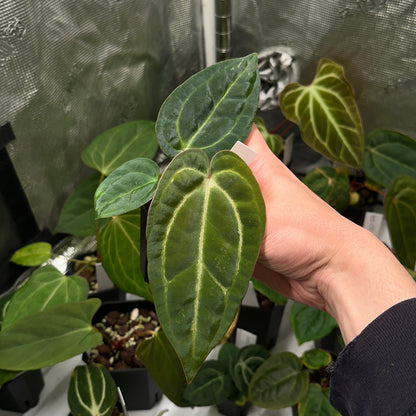 Anthurium sp. "Scott besseae aff" x carlablackiae 'RA6xRA5'