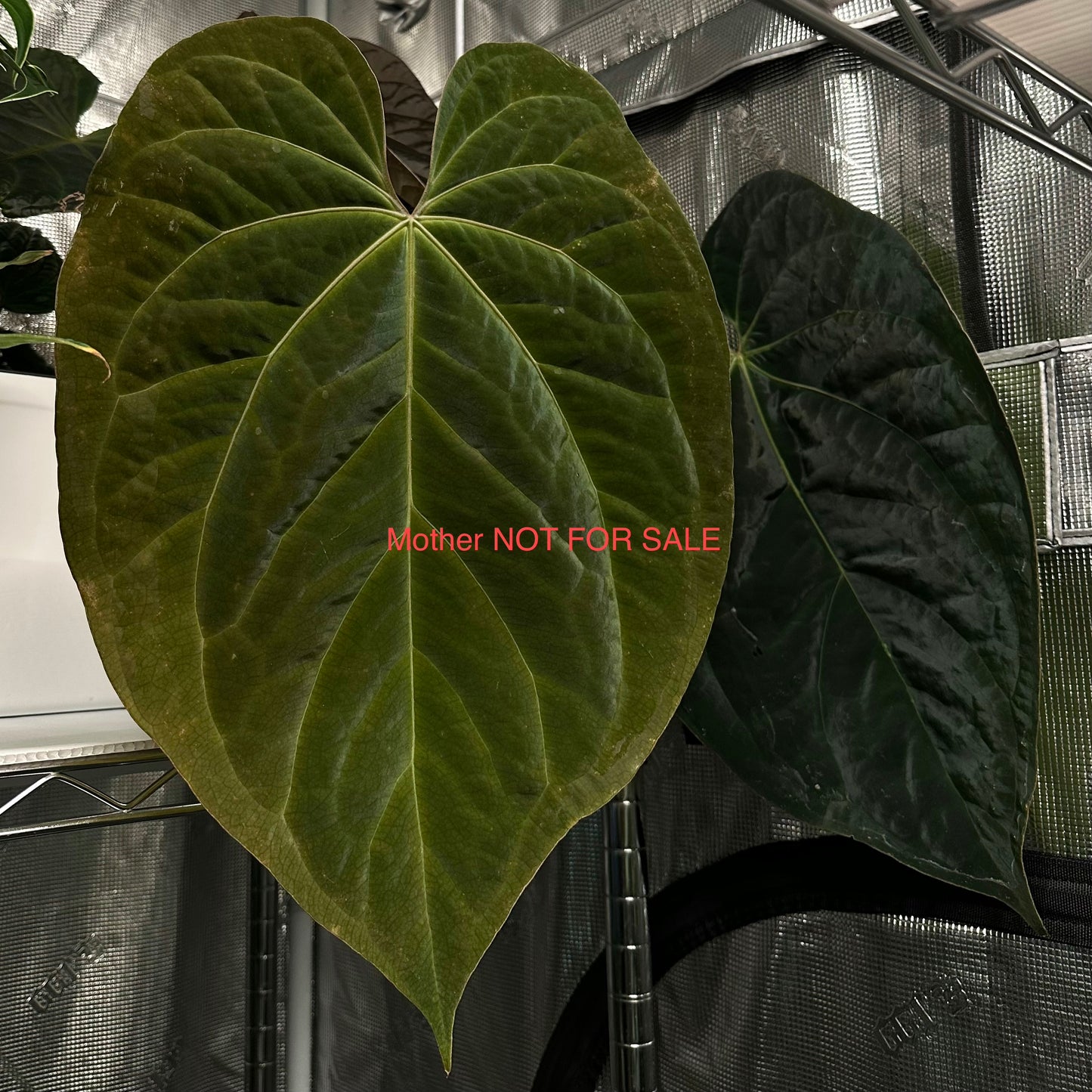 Anthurium (AOS x antolakii) x papillilaminum 'Long Bullet' seedling *GROWERS CHOICE*
