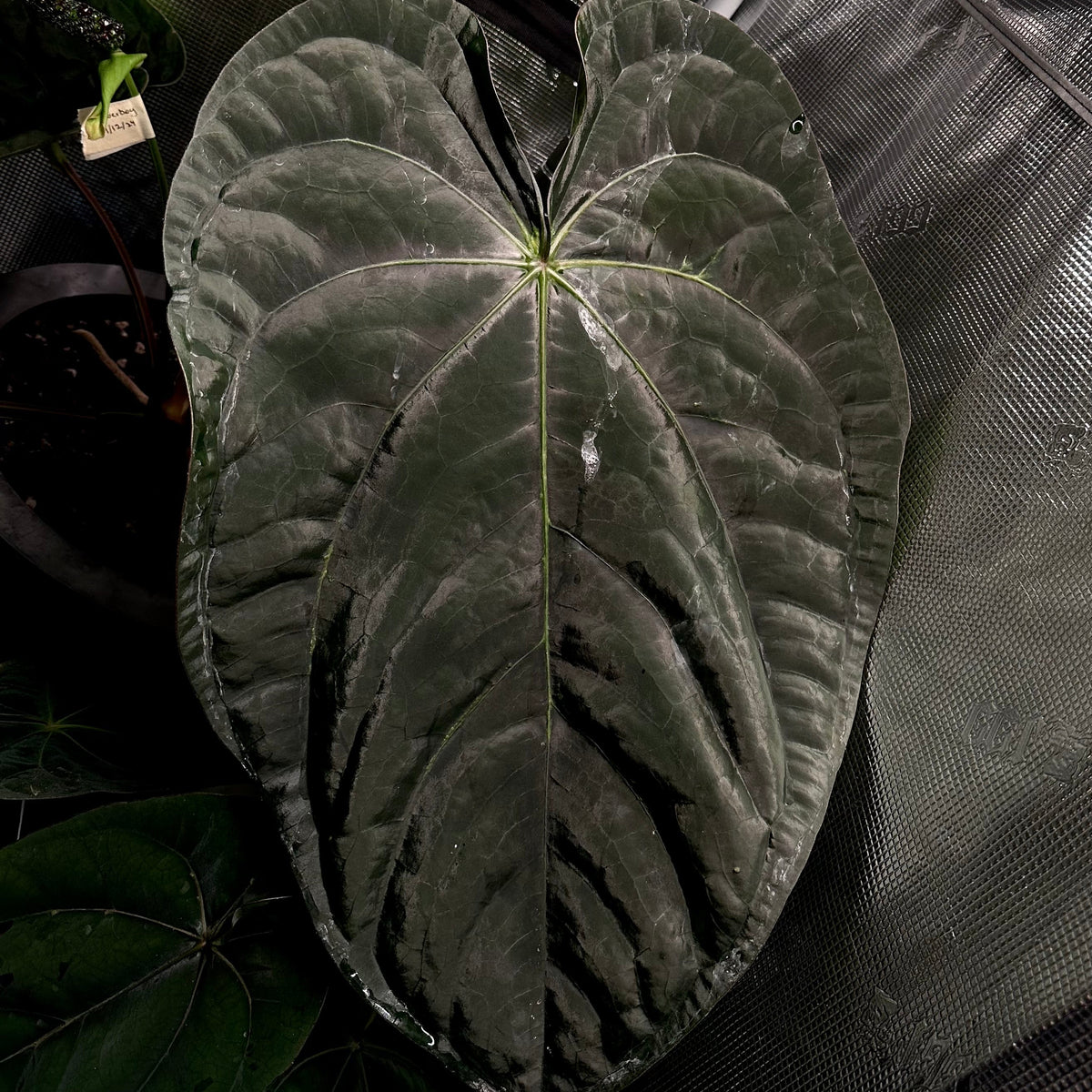 Anthurium 'Hobgoblin' x Anthurium sp. nov. 'DF'