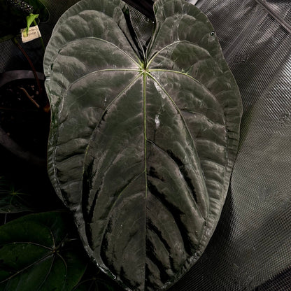 Anthurium 'Hobgoblin' x Anthurium sp. nov. 'DF'
