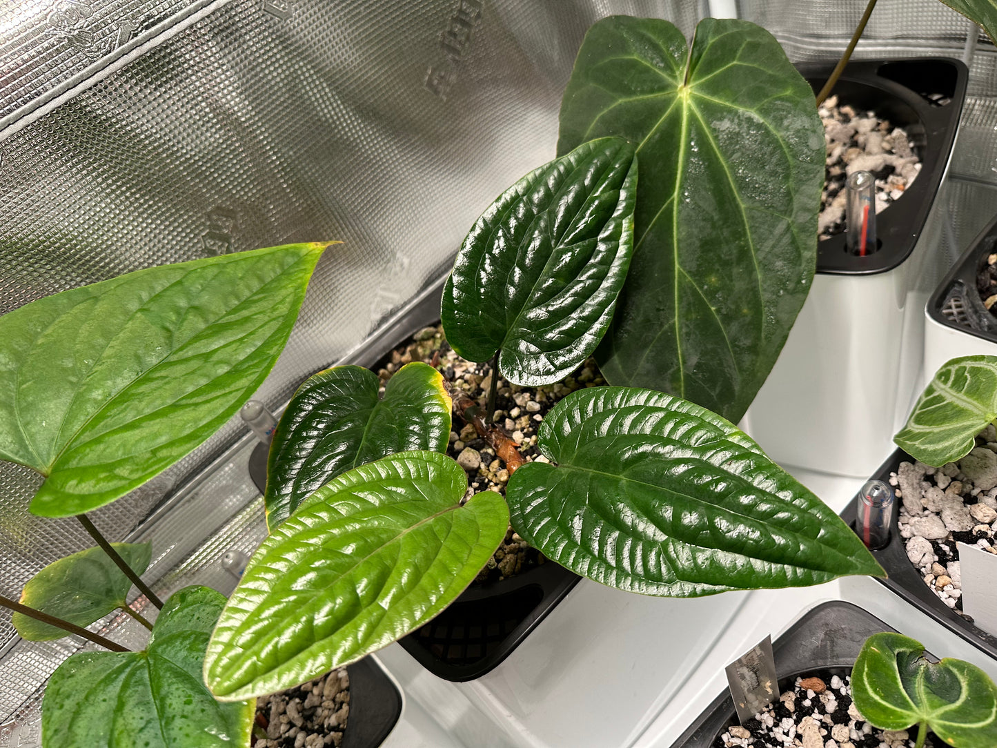 Anthurium radicans x 'Wonderboy A'