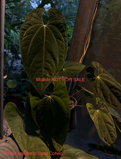 Anthurium (AOS x antolakii) x papillilaminum 'Long Bullet' seedling *GROWERS CHOICE*