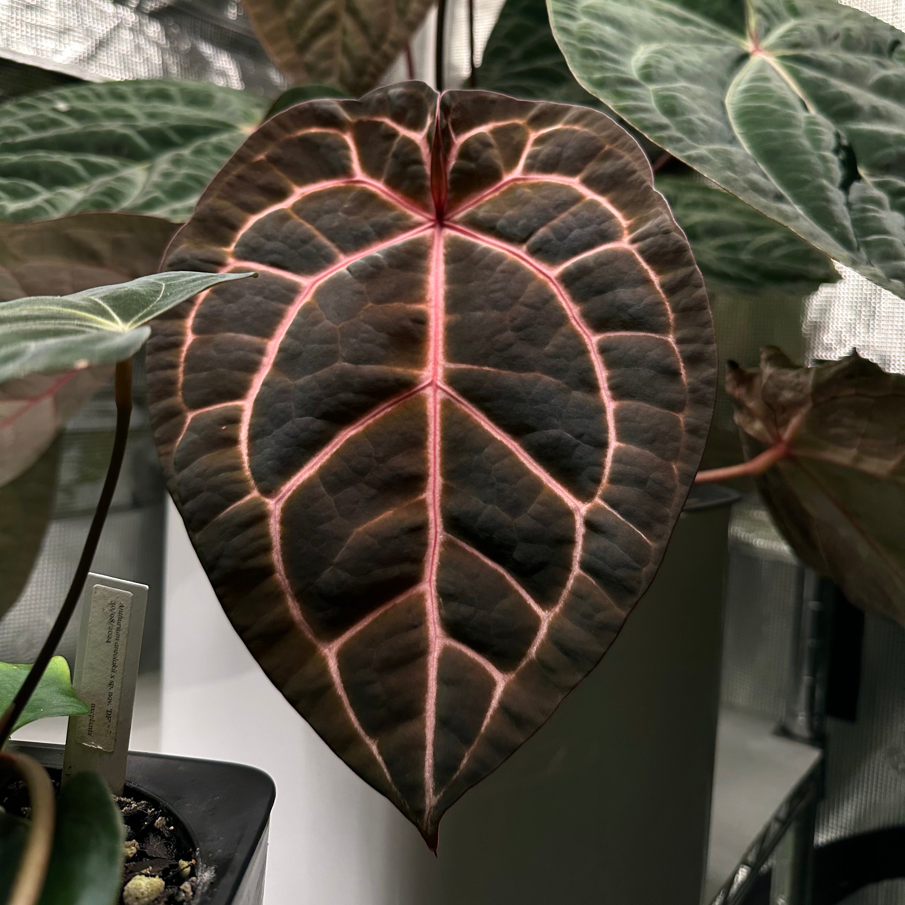 nxcplants.com