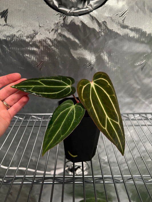 carlablackiae "Arachne" S1