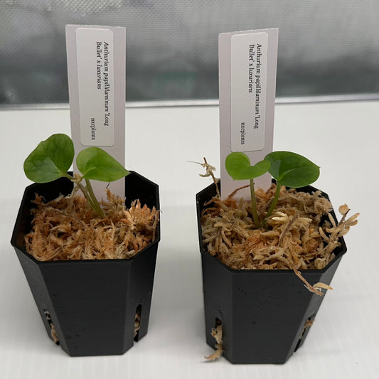 Anthurium papillilaminum 'Long Bullet' x luxurians *GROWERS CHOICE*