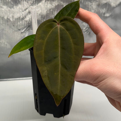 Anthurium 'Hobgoblin' x 'Wonderboy A S1' #2