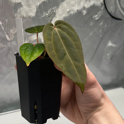 Anthurium 'Hobgoblin' x 'Wonderboy A S1' #2