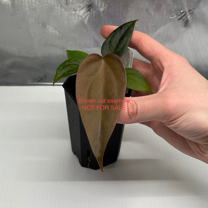 Anthurium papillilaminum 'Fort Sherman S1' x sp. Napo *GROWERS CHOICE*