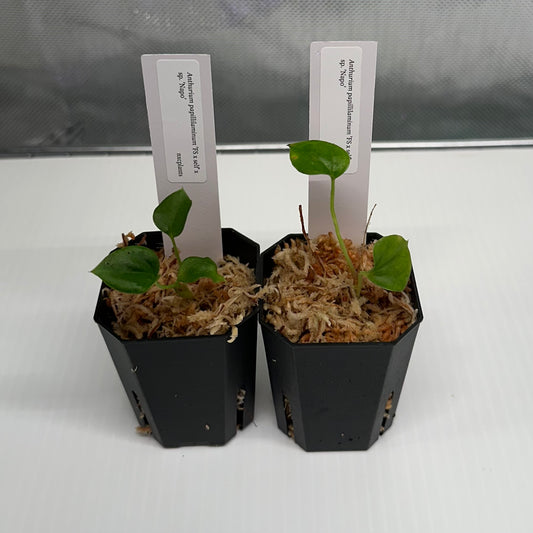 Anthurium papillilaminum 'FS S1' x sp. Napo *GROWERS CHOICE*