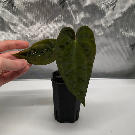 Anthurium papillilaminum (Voldemort S1 x RA6) *COSMETIC REHAB*