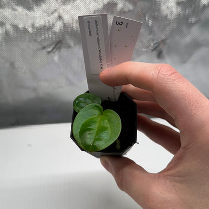 Anthurium radicans x 'Wonderboy A'