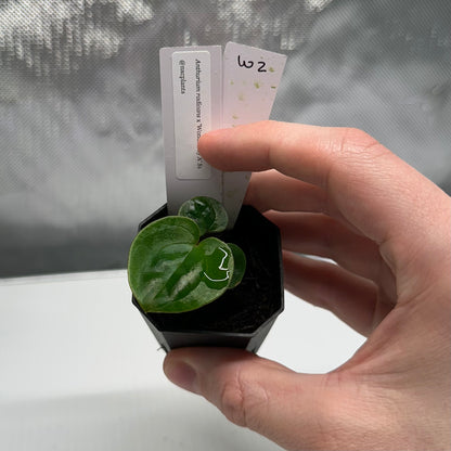 Anthurium radicans x 'Wonderboy A'