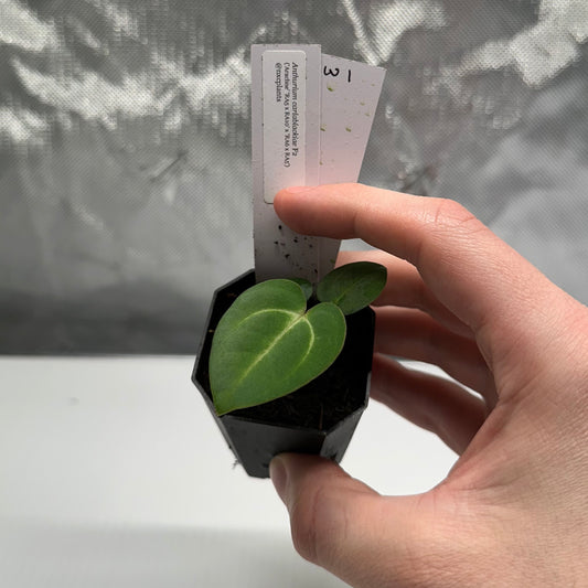 Anthurium carlablackiae ('Arachne' x RA6xRA5)