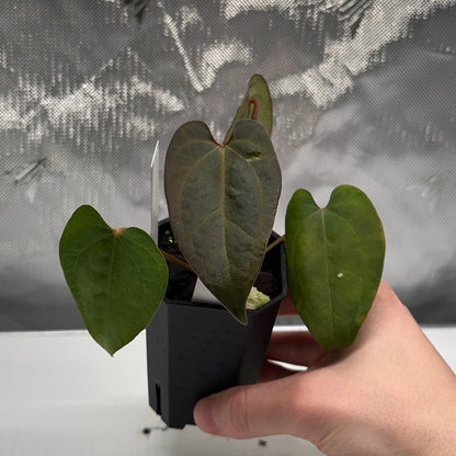 Anthurium 'Ace of Spades' Tezula Dark Form