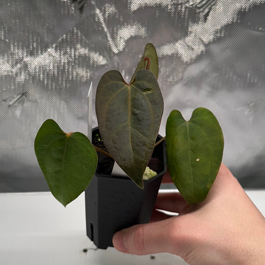 Anthurium 'Ace of Spades' Tezula Dark Form