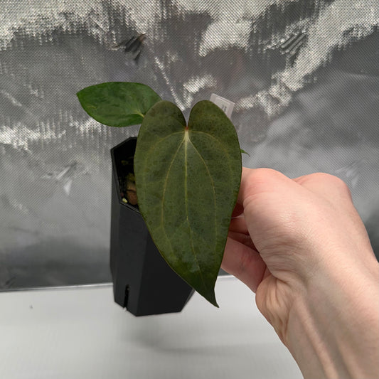 Anthurium papillilaminum 'Voldemort' S1 x sp. nov. 'DF'