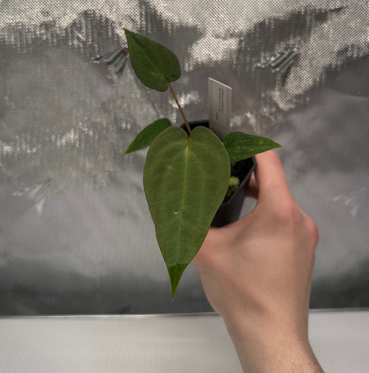 Anthurium papillilaminum 'Ree Gardens' x sp. nov. 'DF'