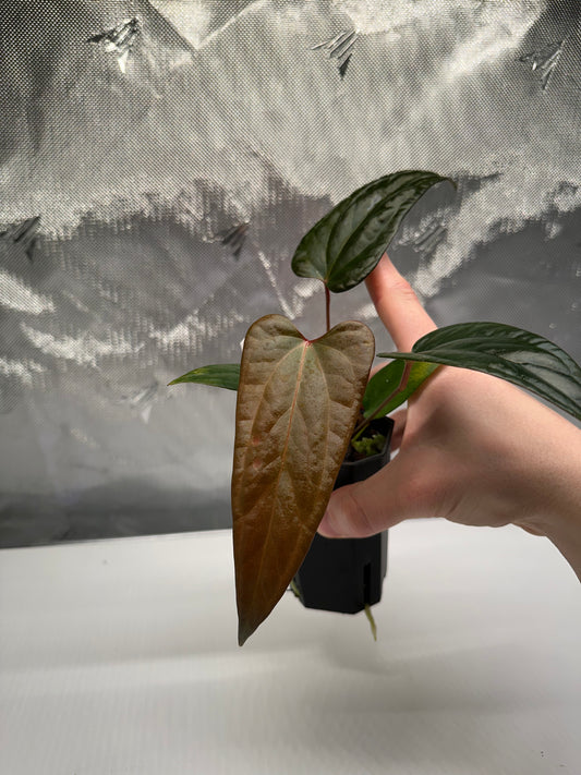 Anthurium sp. Napo x portillae 'Dorito' #2