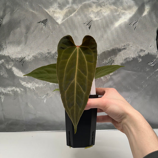 Anthurium besseae aff x papillilaminum 'FS' S1