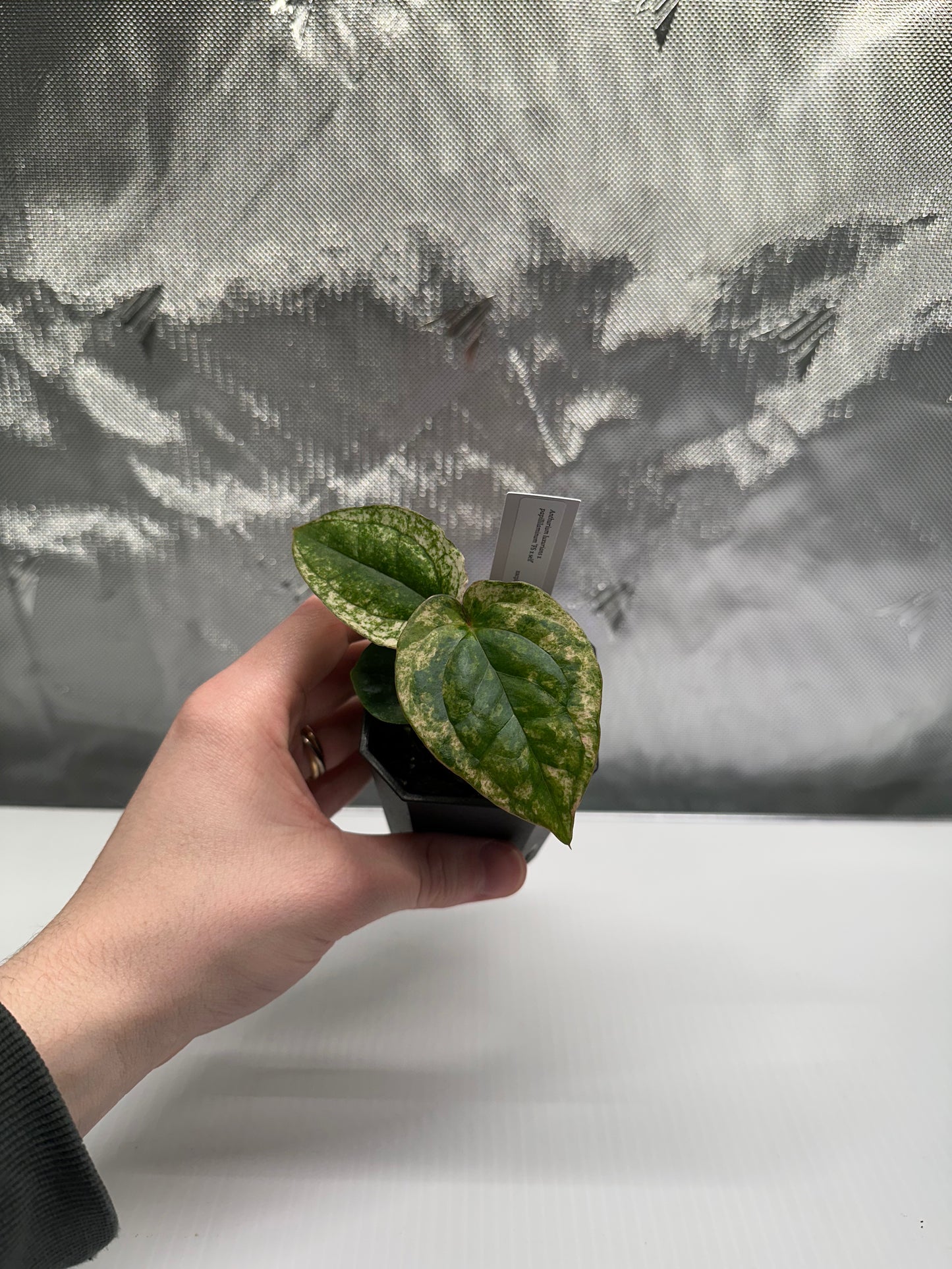 Variegated luxurians x papillilaminum 'FS' S1 JV